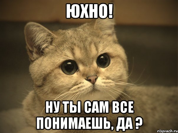 юхно! ну ты сам все понимаешь, да ?, Мем Пидрила ебаная котик