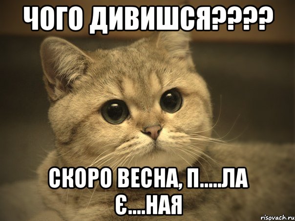 чого дивишся??? скоро весна, п.....ла є....ная, Мем Пидрила ебаная котик