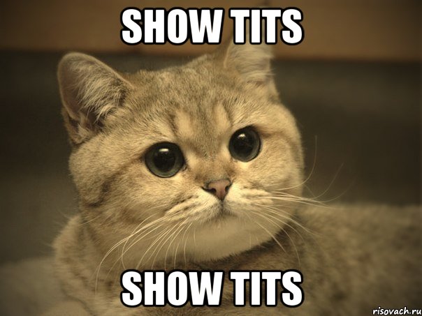 show tits show tits, Мем Пидрила ебаная котик
