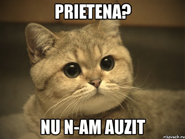 prietena? nu n-am auzit, Мем Пидрила ебаная котик