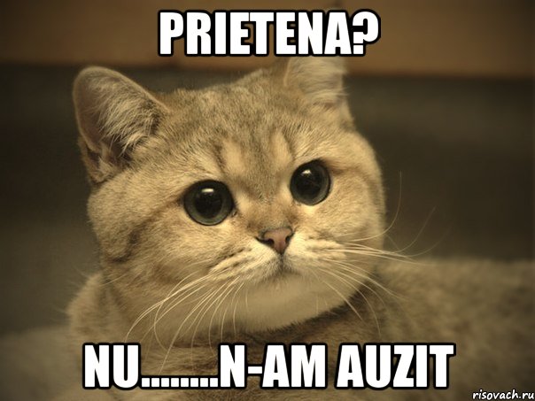 prietena? nu........n-am auzit, Мем Пидрила ебаная котик