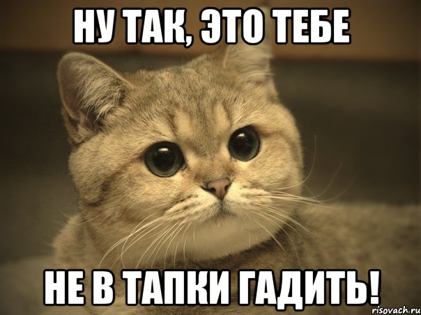 ну так, это тебе не в тапки гадить!, Мем Пидрила ебаная котик