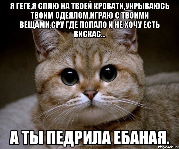 я геге,я сплю на твоей кровати,укрываюсь твоим одеялом,играю с твоими вещами,сру где попало и не хочу есть вискас... а ты педрила ебаная., Мем Пидрила Ебаная