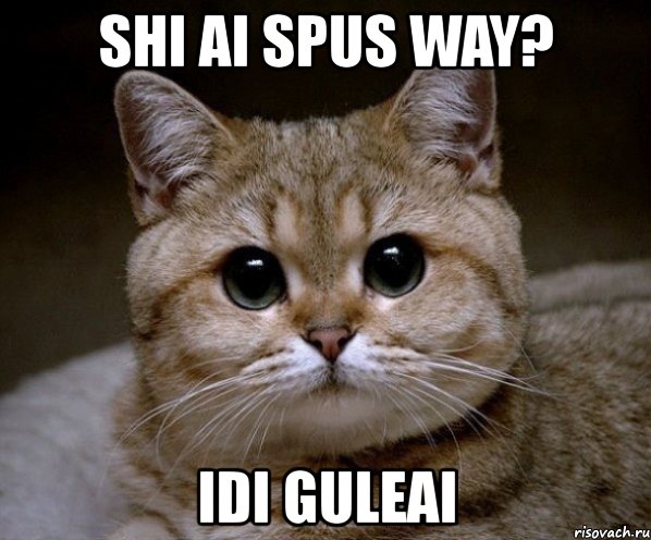 shi ai spus way? idi guleai, Мем Пидрила Ебаная