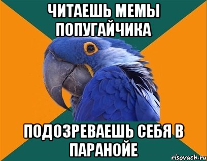 читаешь мемы попугайчика подозреваешь себя в паранойе, Мем Попугай параноик