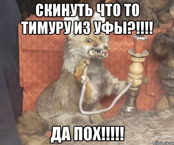 скинуть что то тимуру из уфы?!!! да пох!!!, Мем Упоротый лис курит кальян