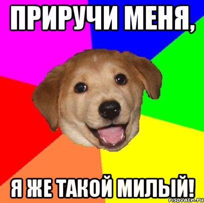 приручи меня, я же такой милый!, Мем Advice Dog