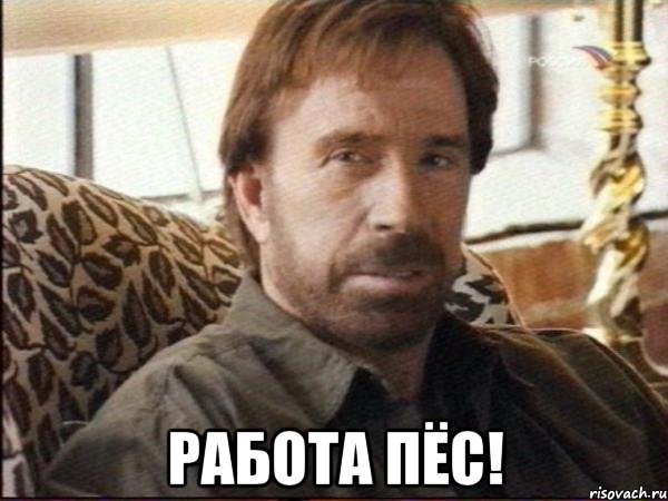  работа пёс!, Мем чак норрис