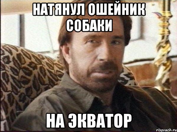 натянул ошейник собаки на экватор, Мем чак норрис