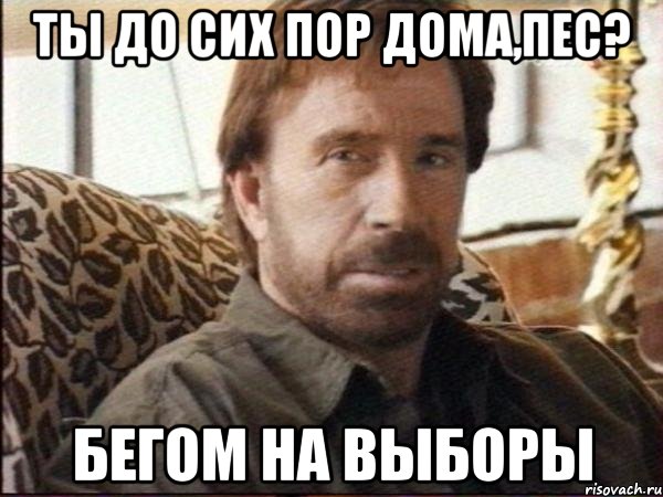 ты до сих пор дома,пес? бегом на выборы, Мем чак норрис