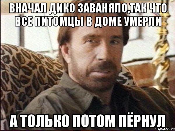 вначал дико заваняло,так что все питомцы в доме умерли а только потом пёрнул, Мем чак норрис