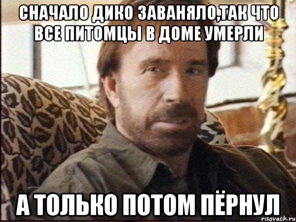 сначало дико заваняло,так что все питомцы в доме умерли а только потом пёрнул, Мем чак норрис