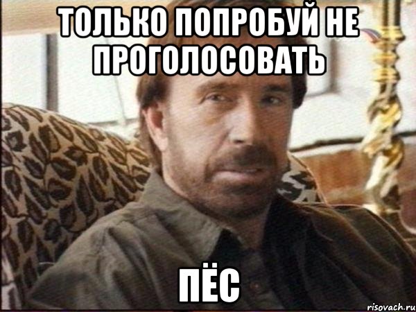 только попробуй не проголосовать пёс