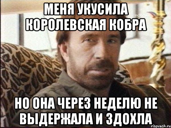 меня укусила королевская кобра но она через неделю не выдержала и здохла