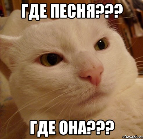 где песня??? где она???, Мем Дерзкий котэ