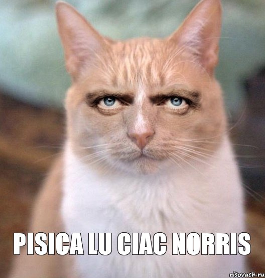 Pisica lu Ciac Norris