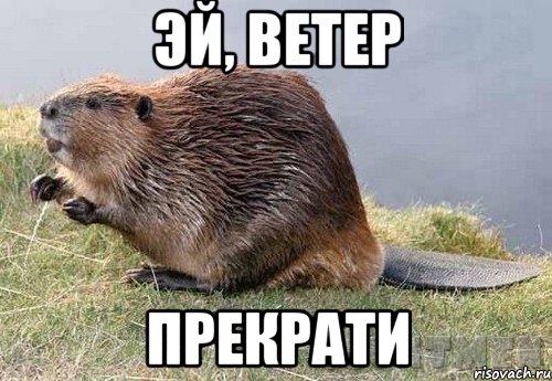 эй, ветер прекрати, Мем Эй бро харе упарыватся