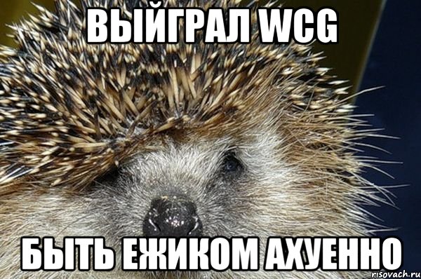 выйграл wcg быть ежиком ахуенно