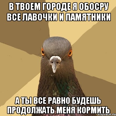 в твоем городе я обосру все лавочки и памятники а ты все равно будешь продолжать меня кормить, Мем голубь