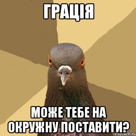 грація може тебе на окружну поставити?, Мем голубь