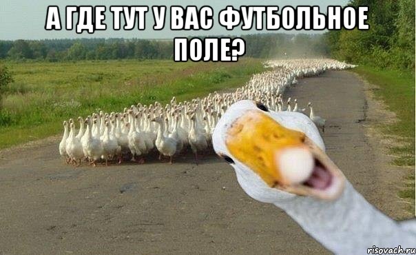 а где тут у вас футбольное поле? , Мем гуси