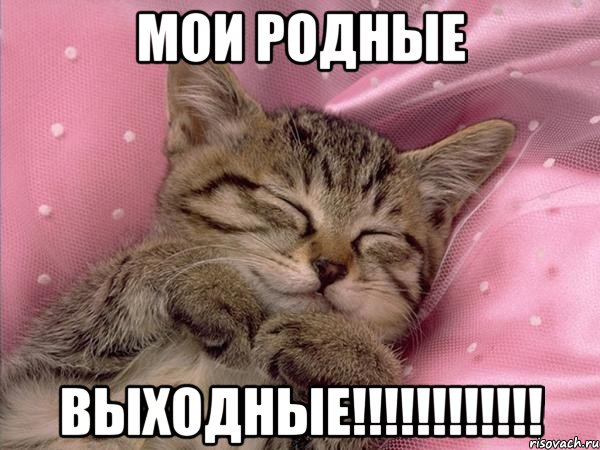 мои родные выходные!!!, Мем киця