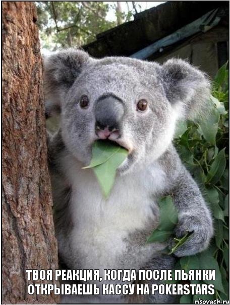 Твоя реакция, когда после пьянки открываешь кассу на Pokerstars, Комикс коала