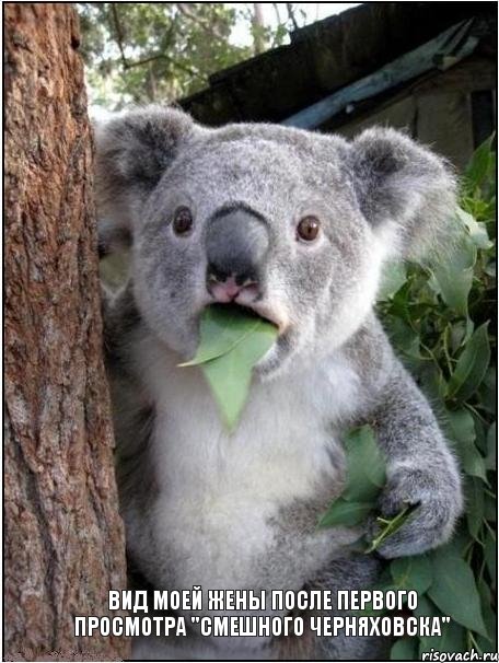 Вид моей жены после первого просмотра "Смешного Черняховска", Комикс коала