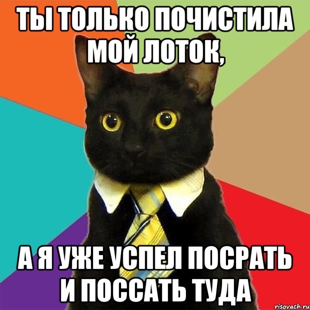 ты только почистила мой лоток, а я уже успел посрать и поссать туда, Мем  Кошечка