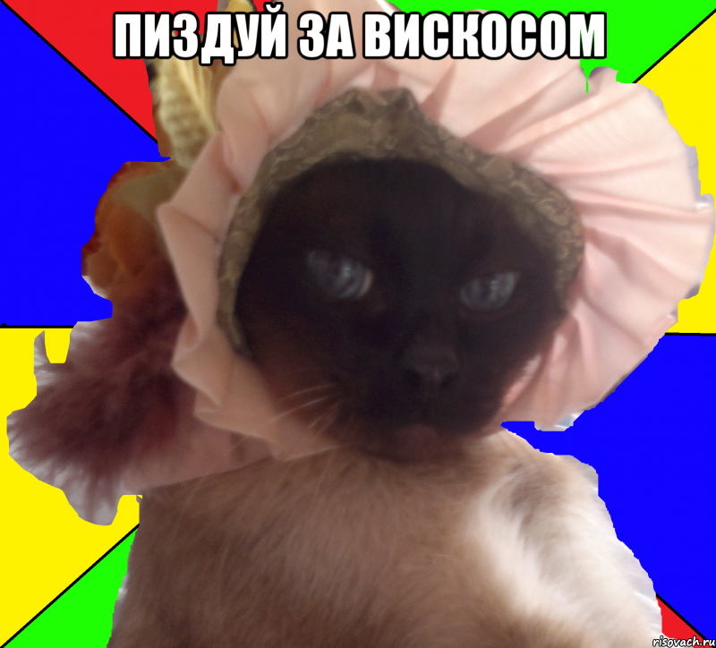 пиздуй за вискосом , Мем Кот