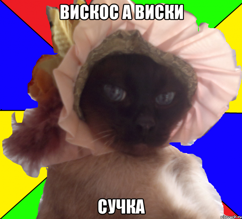 вискос а виски сучка, Мем Кот