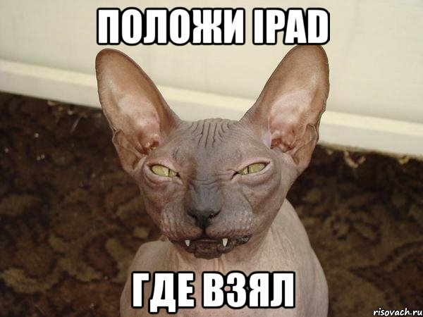 положи ipad где взял, Мем  Злой котик