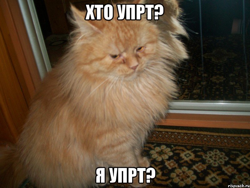 хто упрт? я упрт?, Мем Ктти пяний йди додому