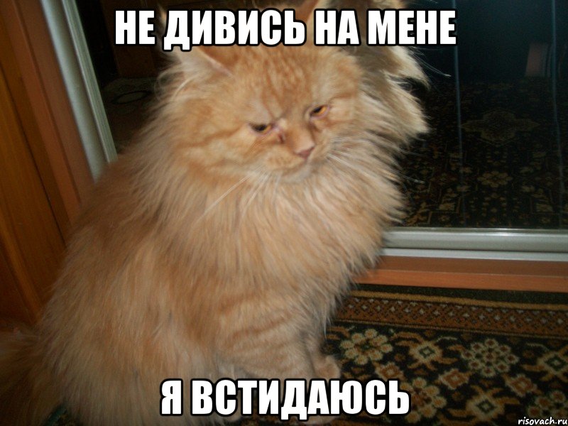 не дивись на мене я встидаюсь, Мем Ктти пяний йди додому
