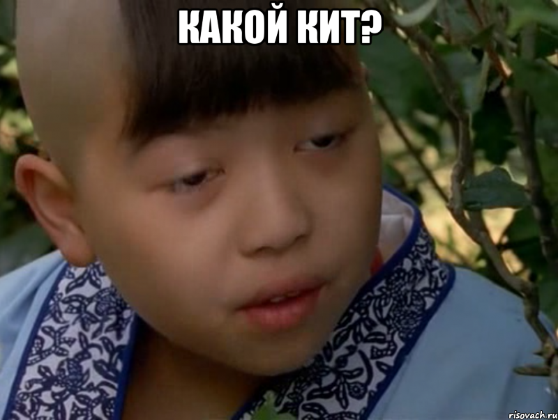 какой кит? 