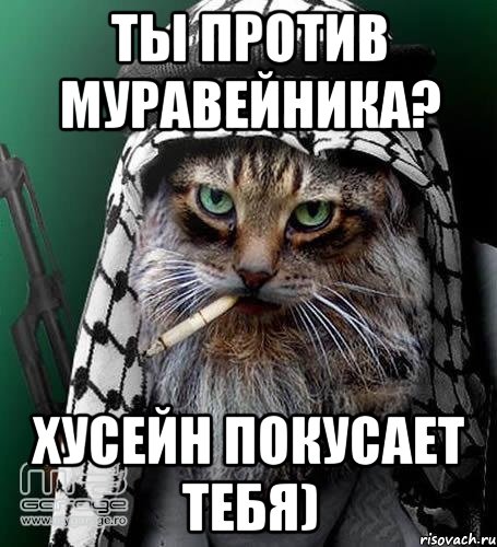 ты против муравейника? хусейн покусает тебя), Мем Не едешь в ОАЭ