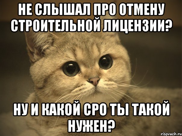 не слышал про отмену строительной лицензии? ну и какой сро ты такой нужен?, Мем Пидрила ебаная котик