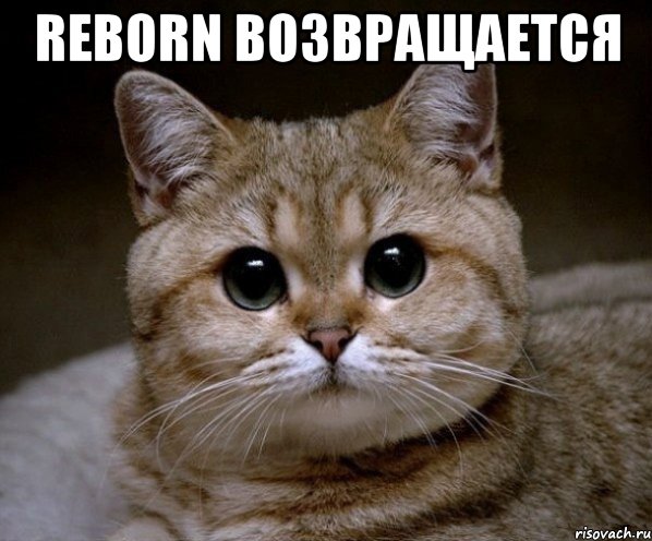 reborn возвращается , Мем Пидрила Ебаная