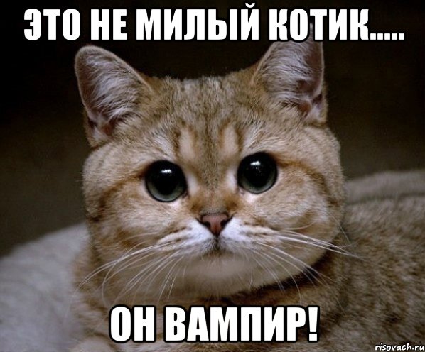 это не милый котик..... он вампир!, Мем Пидрила Ебаная