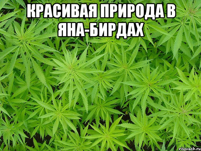 красивая природа в яна-бирдах , Мем поле