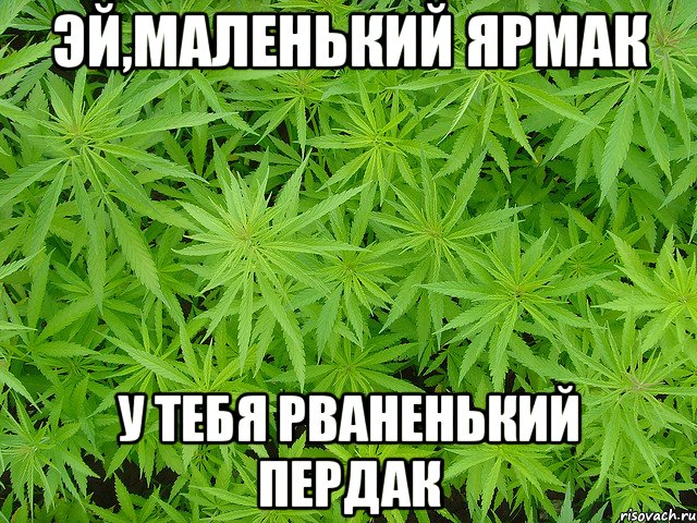 эй,маленький ярмак у тебя рваненький пердак, Мем поле