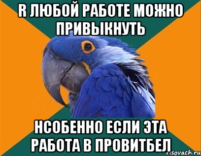 r любой работе можно привыкнуть hсобенно если эта работа в провитбел, Мем Попугай параноик