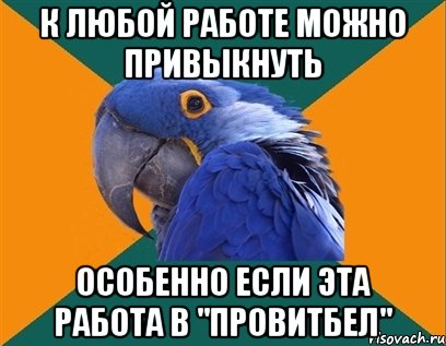 к любой работе можно привыкнуть особенно если эта работа в "провитбел", Мем Попугай параноик