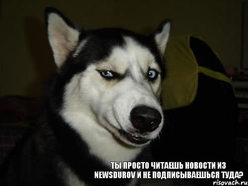 Ты просто читаешь новости из newsdurov и не подписываешься туда?, Комикс  Собака подозревака