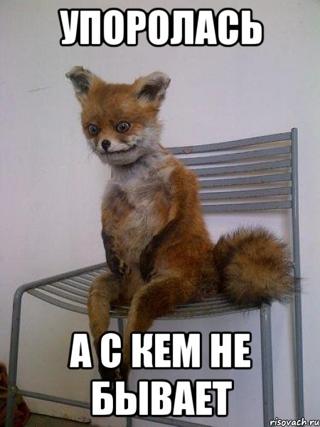 упоролась а с кем не бывает, Мем Упоротая лиса