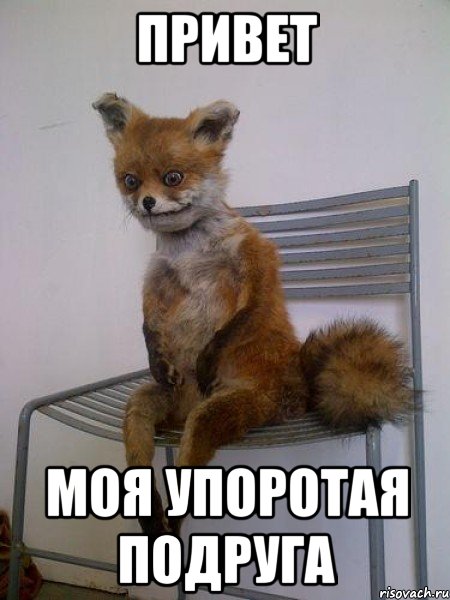 привет моя упоротая подруга, Мем Упоротая лиса