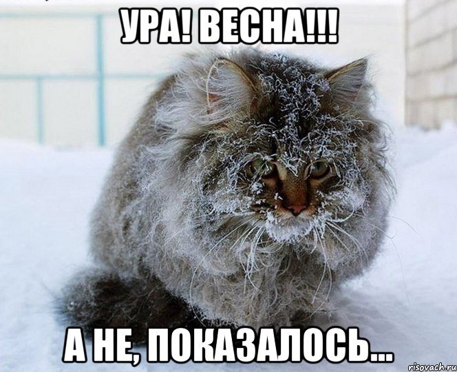 ура! весна!!! а не, показалось..., Мем Весна