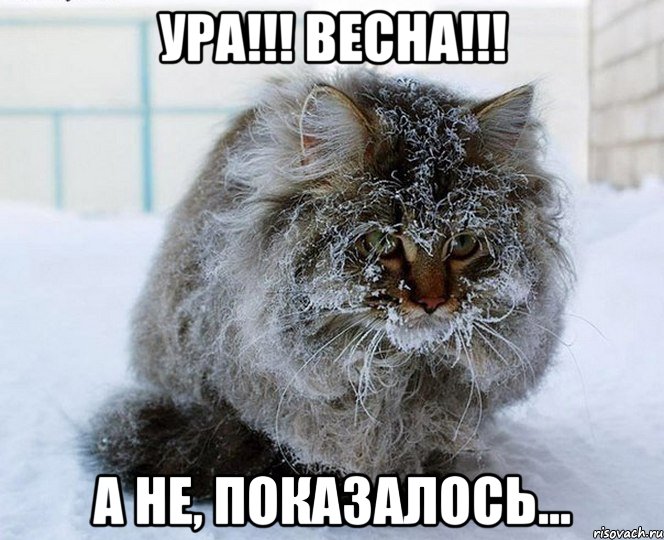 ура!!! весна!!! а не, показалось..., Мем Весна