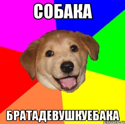 собака братадевушкуебака, Мем Advice Dog