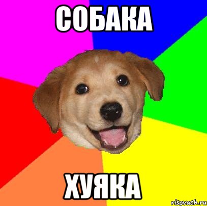 собака хуяка, Мем Advice Dog